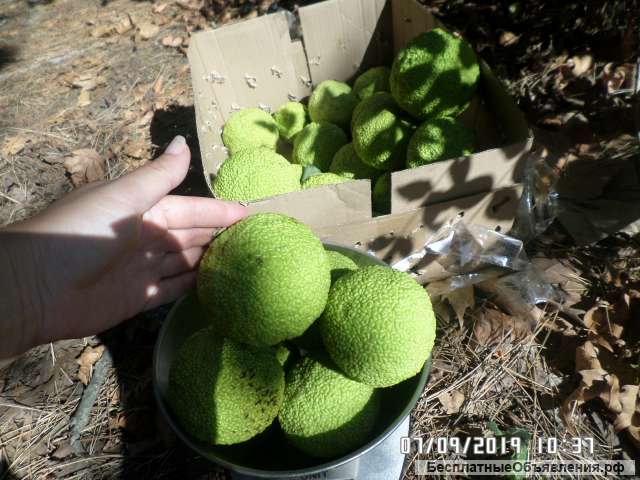 Как Выглядит Адамово Яблоко Фото